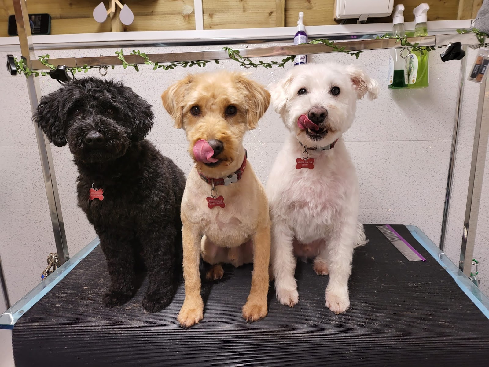 Freshly groomed dog at Sall's salon in Accrington