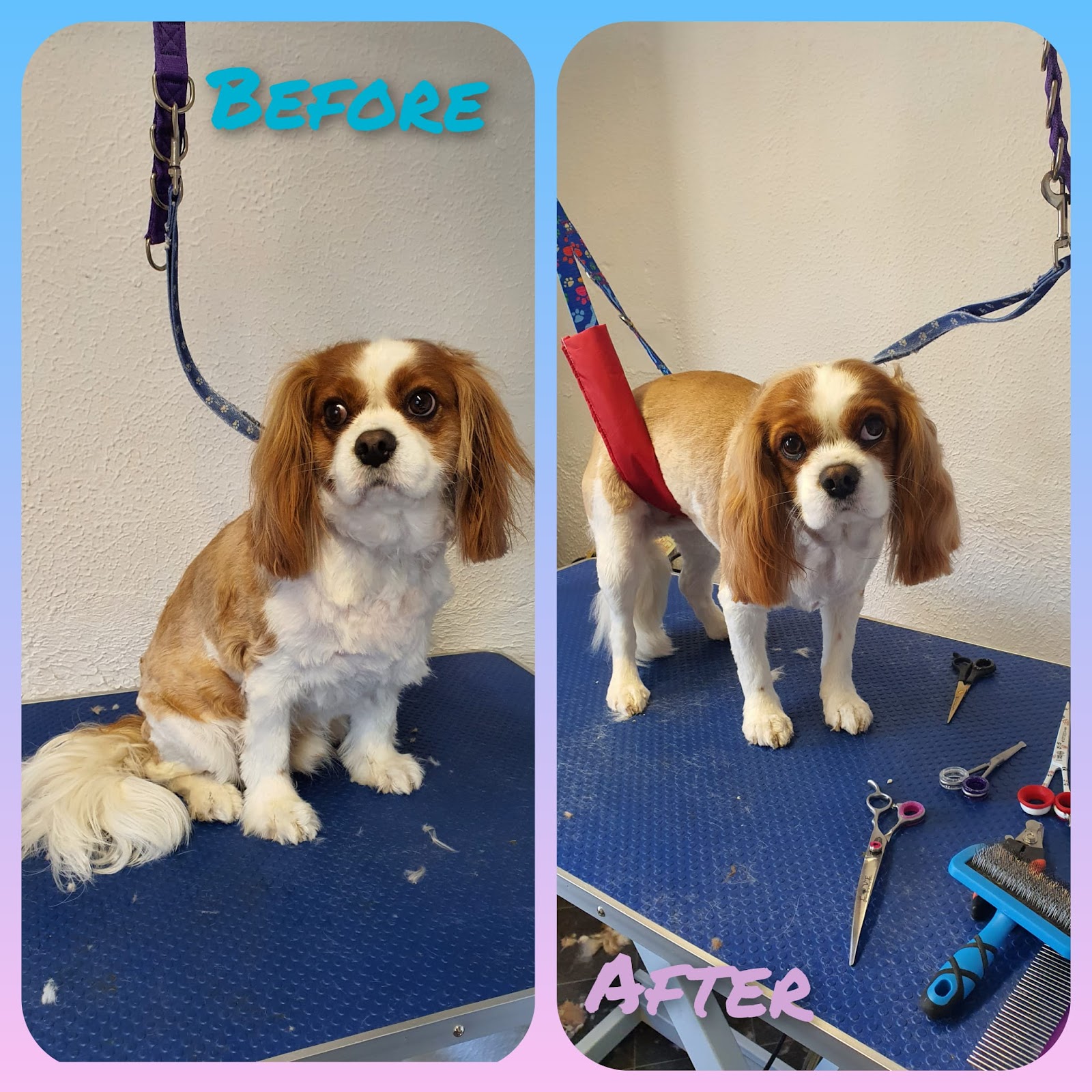Happy pup after a holistic groom