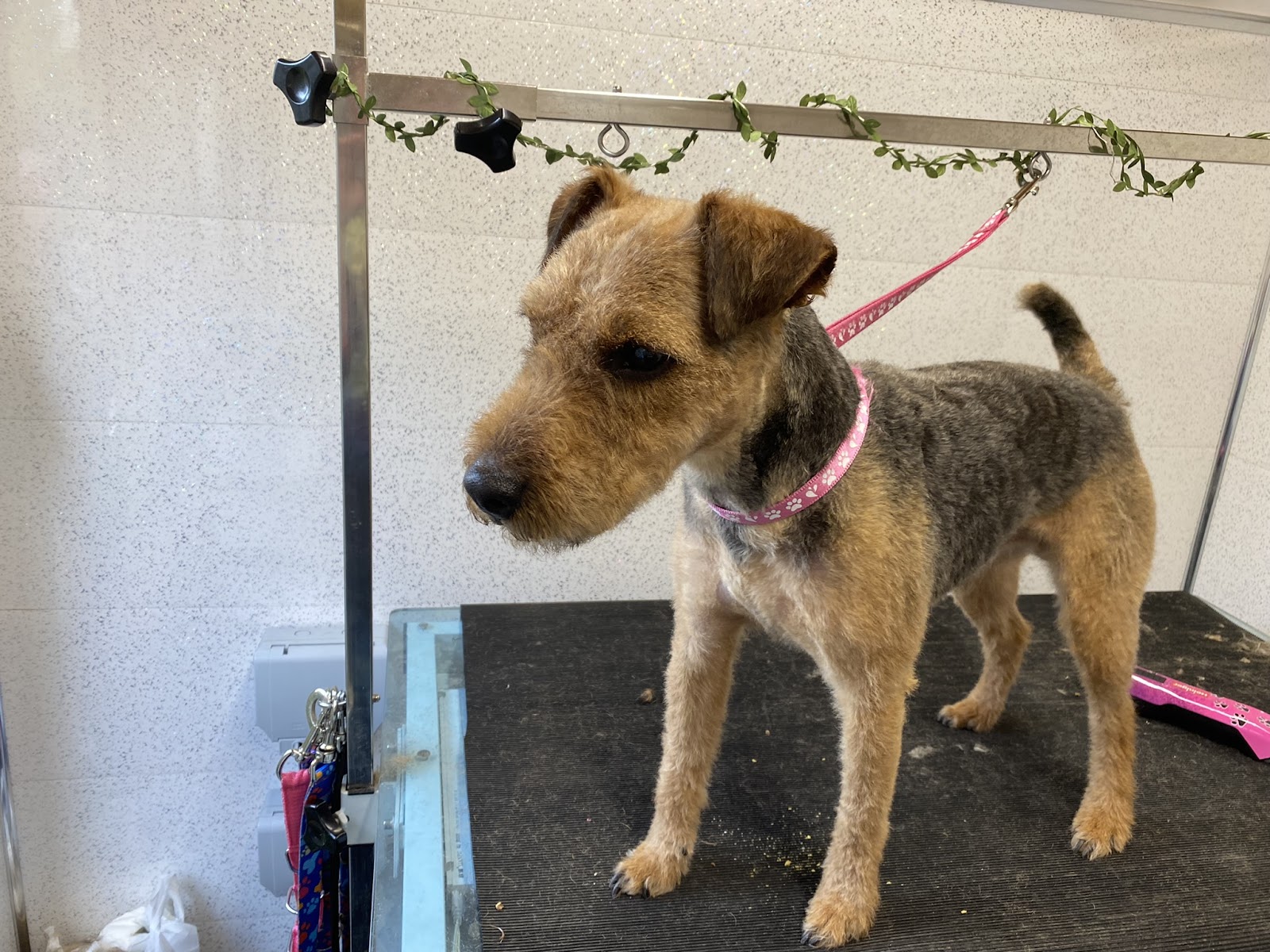 Inside the Happy Tails grooming salon in Accrington
