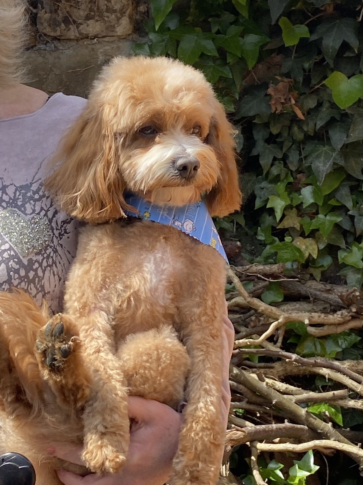 Pampered dog at Happy Tails Grooming Salon